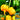 Yellow Carolina Reaper Pepper, 5 Seeds