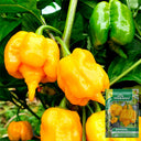 Yellow Carolina Reaper Pepper, 5 Seeds