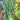 Huajun No.5 Snap Bean Seeds, 10g