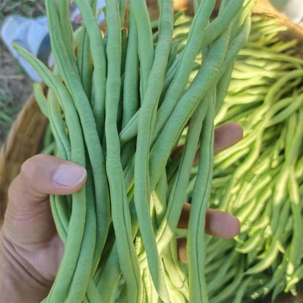 Huajun No.5 Snap Bean Seeds, 10g