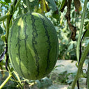 Double-Color Rainbow Watermelon, 20 Seeds