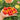 1114 Laura #5 Micro Dwarf Tomato, 5 Seeds