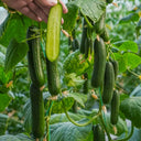 'Flavor Supreme' Fruit Cucumber Seeds, 30 Seeds