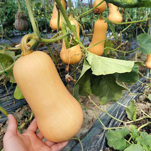 Creamy Pumpkin, 10 Seeds