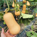 Creamy Pumpkin, 10 Seeds