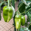 Rainbow Candy Sweet Pepper, 20~30 Seeds