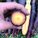 Purple Skin Yellow Flesh Carrot Seeds, 3g