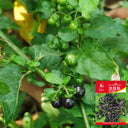 "Jinlong" Black Nightshade, 100 Seeds