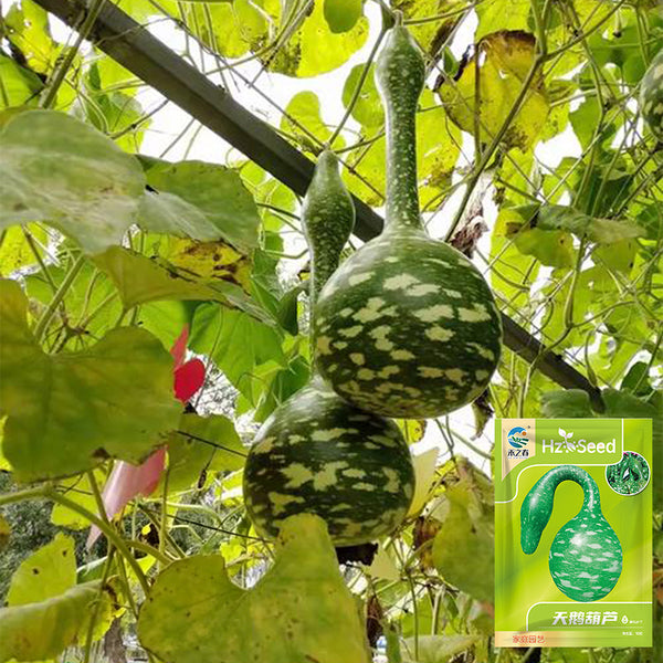 Hezhichun Speckled Swan Gourd, 10 Seeds