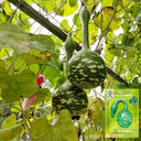Hezhichun Speckled Swan Gourd, 10 Seeds