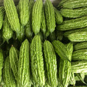 Silver Jubilee Pearl Bitter Gourd F1 Seeds, 20 Seeds