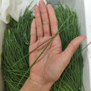 Minqin Sand Scallion, 200 Seeds