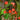 W956 Orange-Red Roundleaf Morning Glory, 20 Seeds