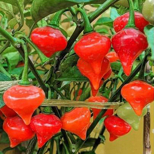 Fruit-flavored Lantern Pepper Seeds, 20 Seeds