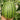 Xiaofeng Watermelon, 10 Seeds