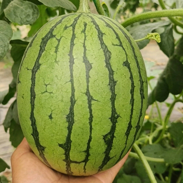 Xiaofeng Watermelon, 10 Seeds