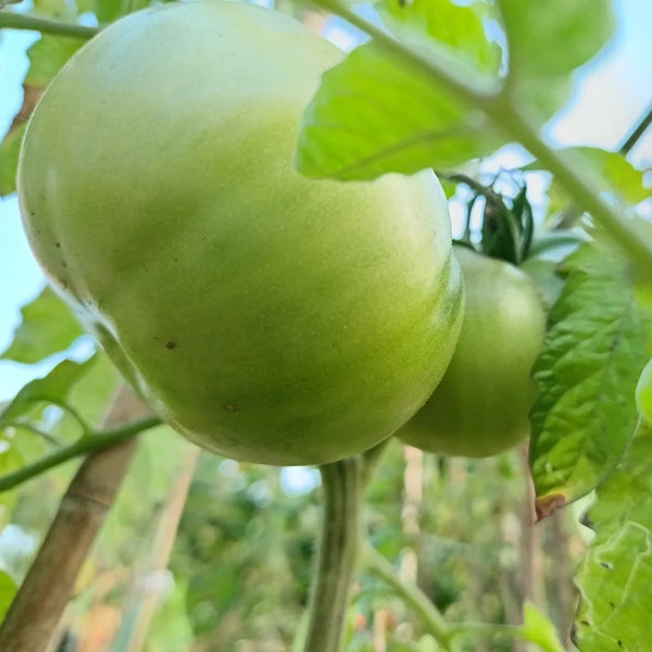 Pink Brandywine Tomato, 10 Seeds