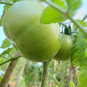 Pink Brandywine Tomato, 10 Seeds