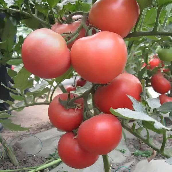Jinpeng No.3 Tomato F1 Seeds, 5g