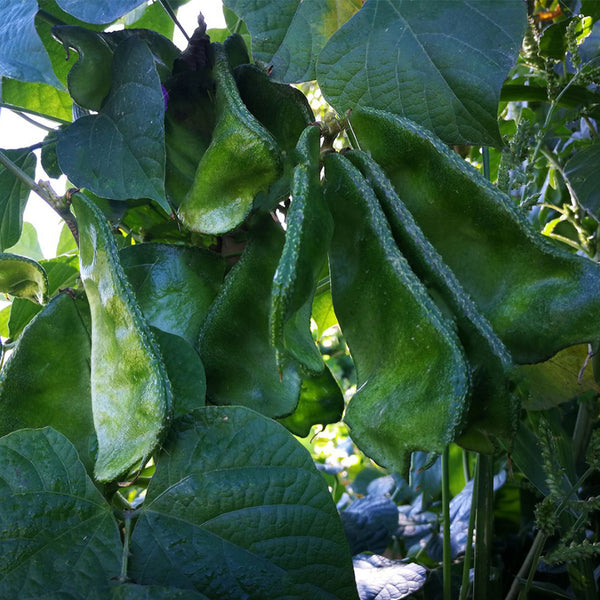 Pig-ear-shaped Hyacinth Bean Seeds, 20g