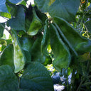 Pig-ear-shaped Hyacinth Bean Seeds, 20g