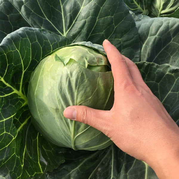 Xingyou Jingfeng No.1 Cabbage, 1000 Seeds