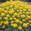 Mountain Alyssum, 500 Seeds