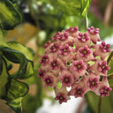 Hoya 'Sweet', 3 Cuttings
