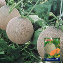 Shuaiguo No.9 Netted Melon Seeds, 10g