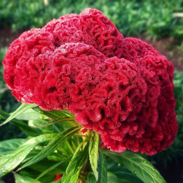 Hezhichun Red Cockscomb Seeds, 1g