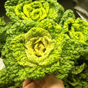 Yellow-Heart Flat Cabbage Seeds, 10g