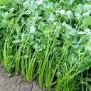Evergreen Iron Stem Cilantro Seeds, 10g