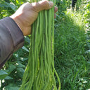 Small-Leaf High-Yield No.4 Long Bean Seeds, 20g
