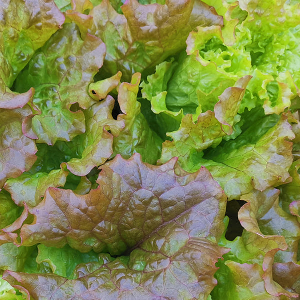 Purple Red Lettuce Seeds, 5g
