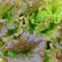 Purple Red Lettuce Seeds, 5g