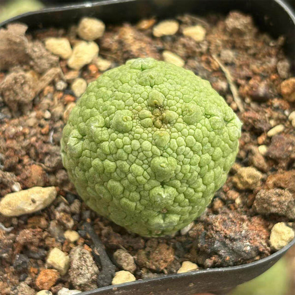Pseudolithos migiurtinus Live Cactus