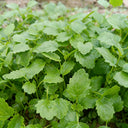 'Jiemei' Improved Motherwort Seeds, 10g