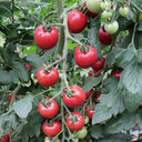 Pink Peach Tomato, 20 Seeds