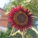 HEL27 Cherry Red Sunflower, 100 Seeds