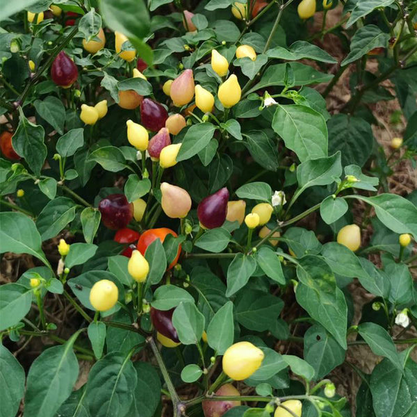 Pearl Multicolored Pepper Seeds, 100 Seeds