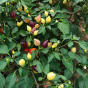 Pearl Multicolored Pepper Seeds, 100 Seeds