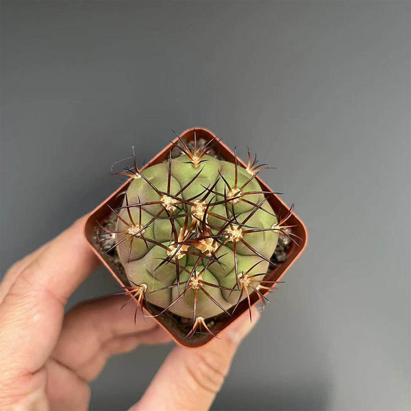 Gymnocalycium pflanzii var. albipulpa, 4-5cm