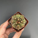 Gymnocalycium pflanzii var. albipulpa, 4-5cm