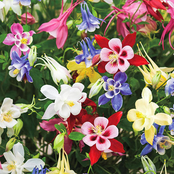 Hezhichun Aquilegia 'Cat's Paw Mix' Seeds, 1g