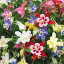 Hezhichun Aquilegia 'Cat's Paw Mix' Seeds, 1g