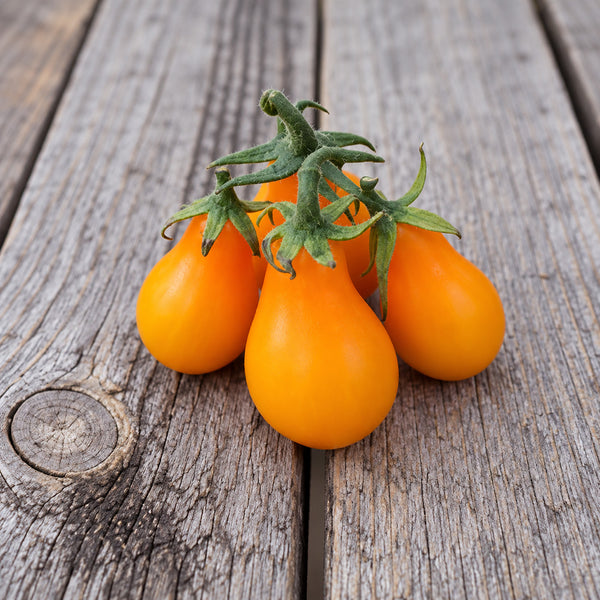 504 Orange Pear Tomato, 5 Seeds