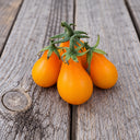 504 Orange Pear Tomato, 5 Seeds