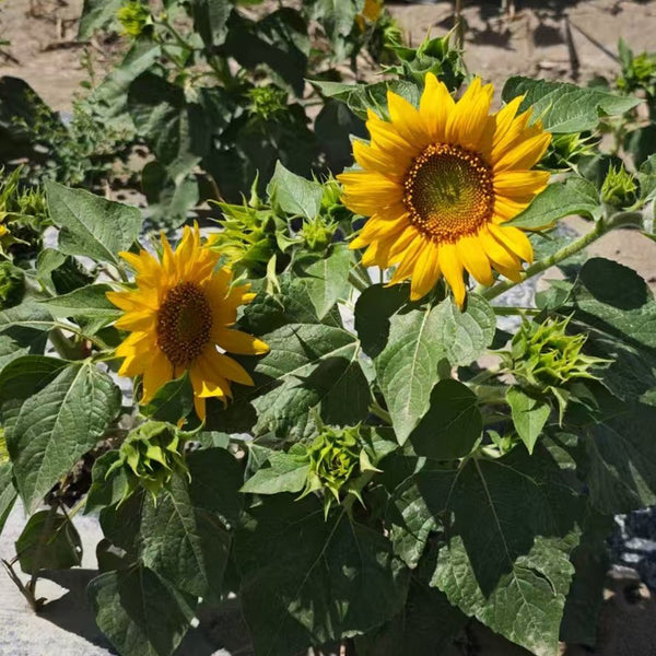 'Smiling Face' Ornamental Sunflower Seeds, 2g