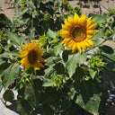 'Smiling Face' Ornamental Sunflower Seeds, 2g