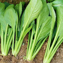 Little Shanghai F1 Bok Choy Seeds, 5g